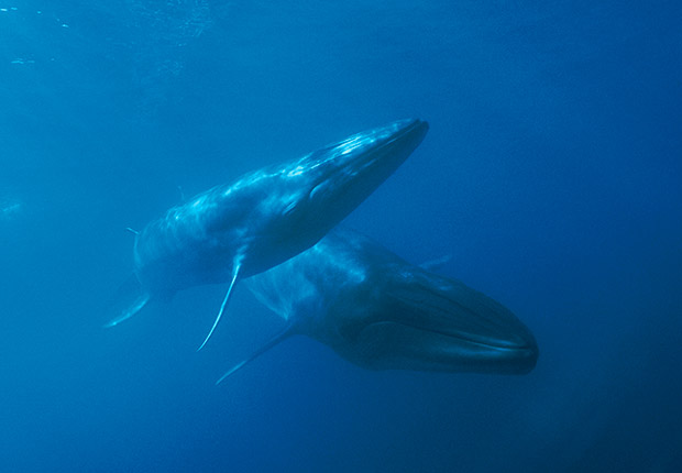 A Blue Whale