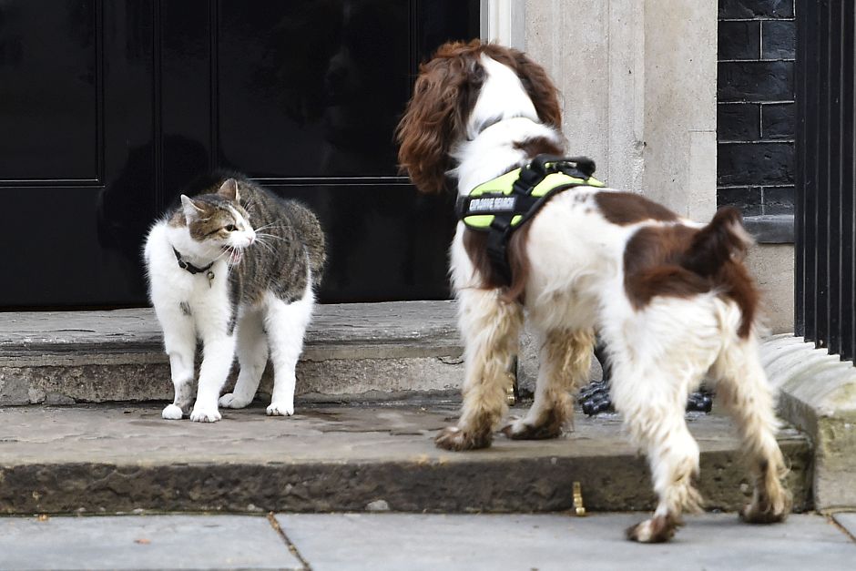 Downing Street cat Larry and police sniffer dog Bailey meet on the steps of 10 Downing Street