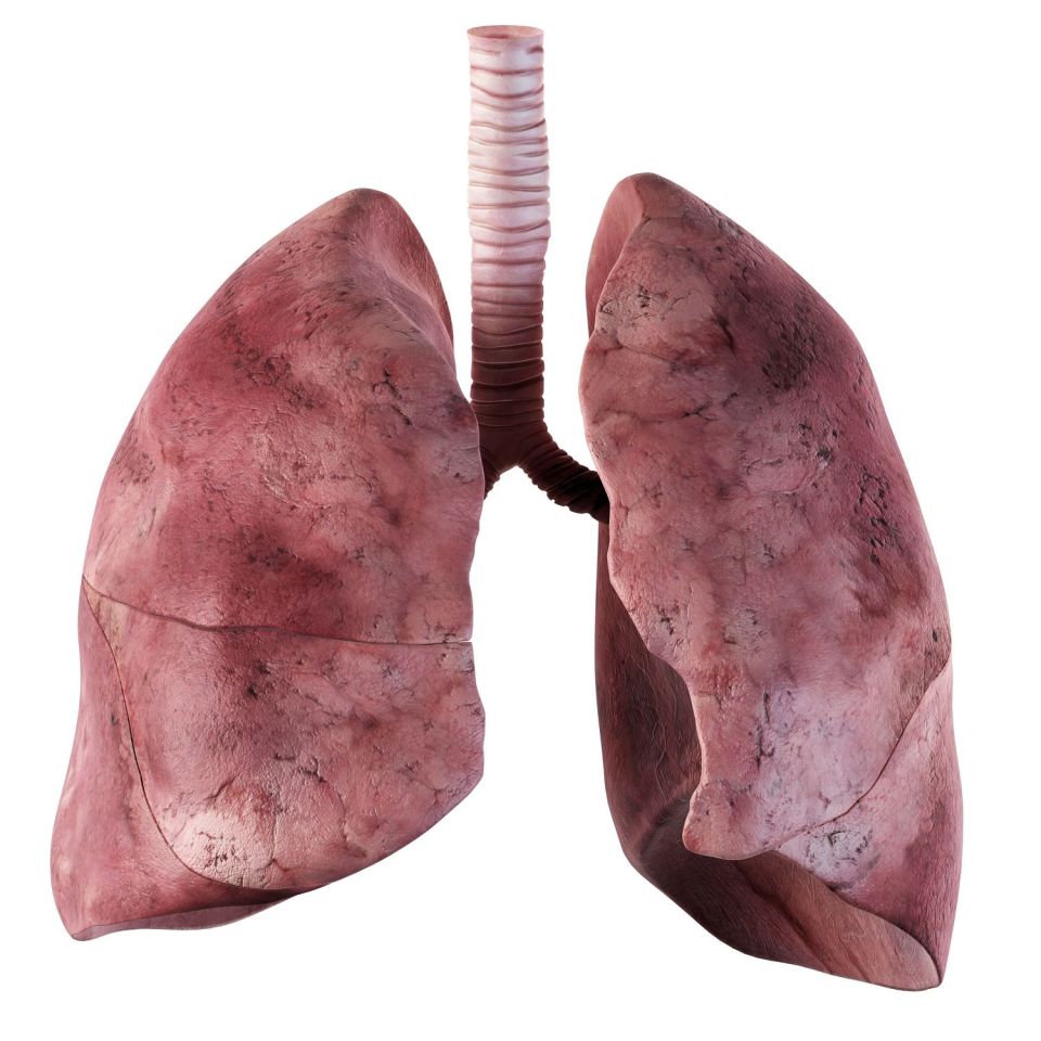 Growing your own pair of lungs may become commonplace