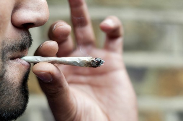 Cannabis is legal in the  state