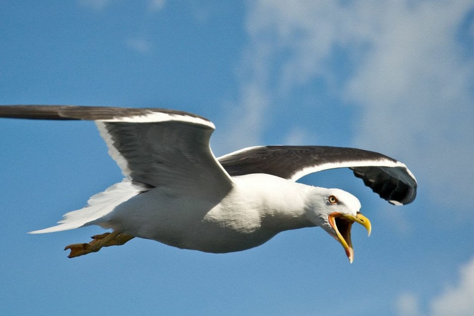 Seagulls killed pet pooch 