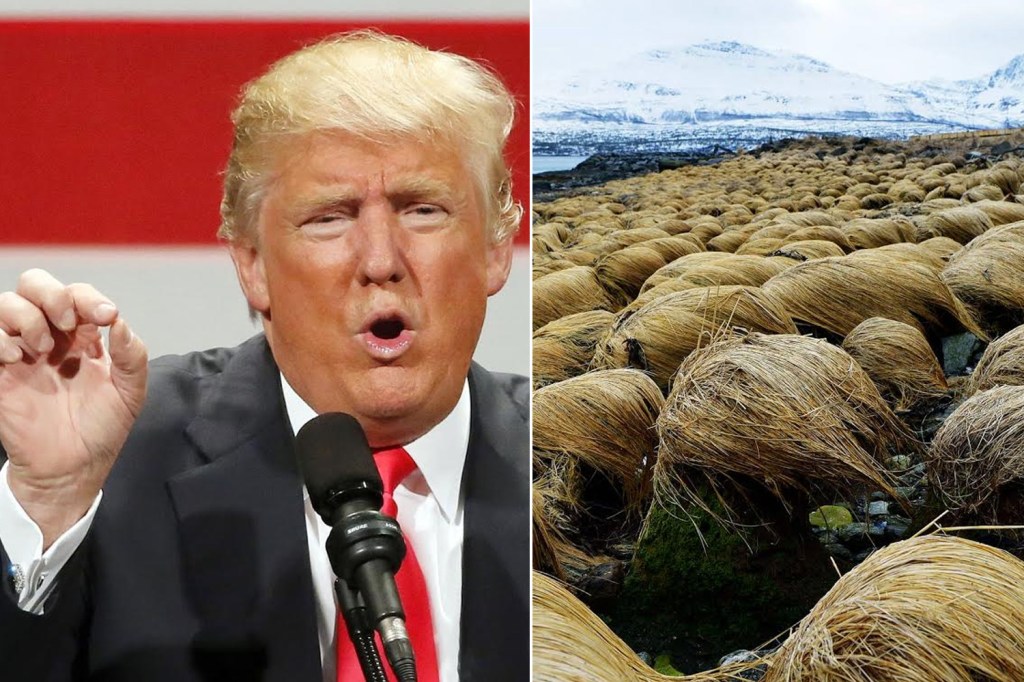 The cold climate makes the Norwegian bunchgrass strong, thick and full - and looks very much like Donald Trump's hair