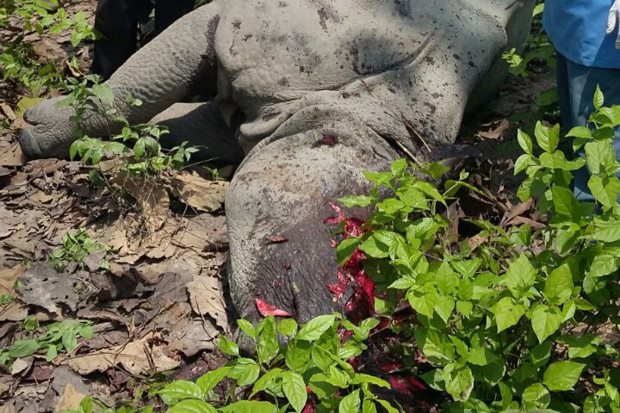 The male rhino was shot down using high-powered assault rifles