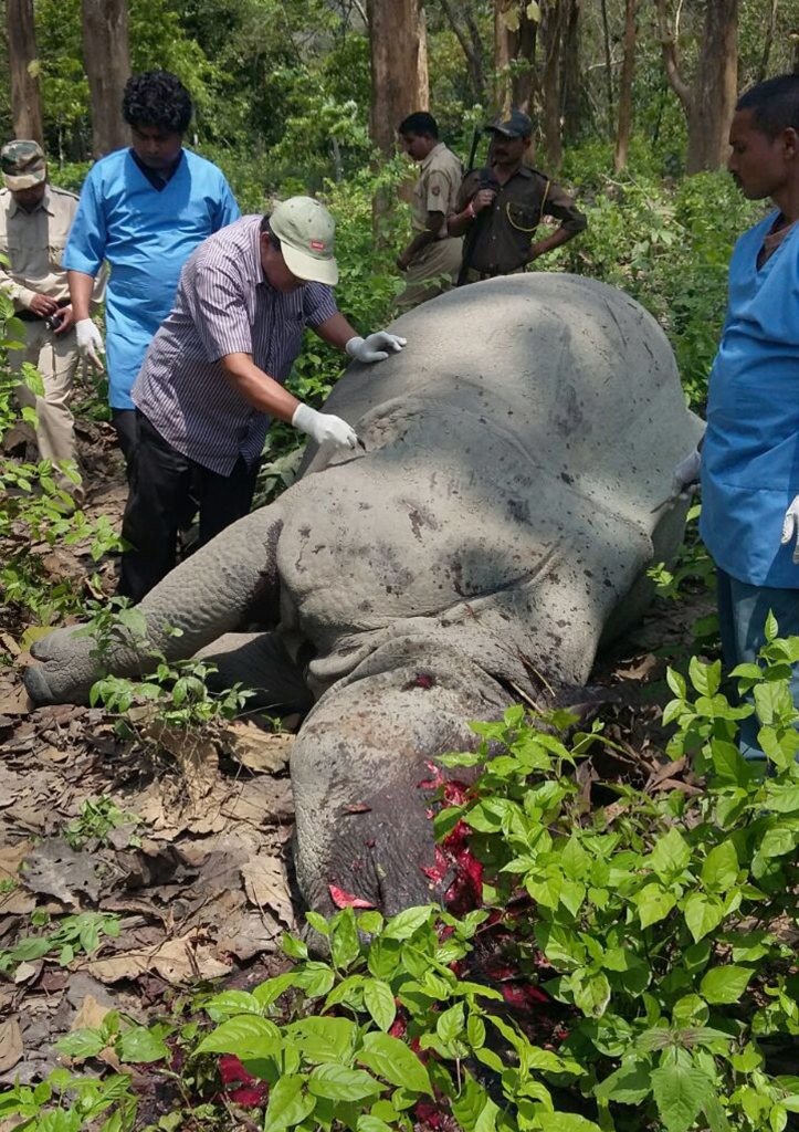 The male rhino was shot down using high-powered assault rifles