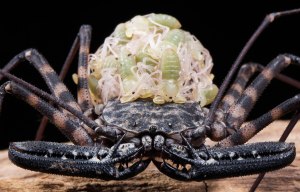 This gross insect that carries up to 48 BABIES on her back is the stuff of nightmares