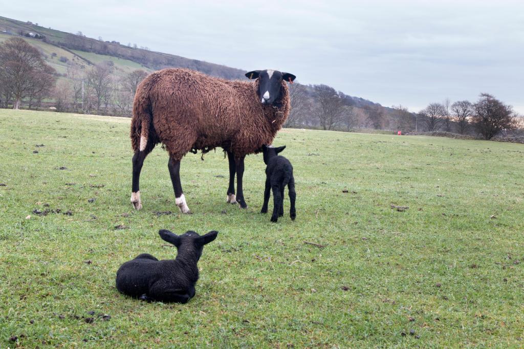 As lambing season continues there could be snowfall on hilly areas across Scotland and northern England