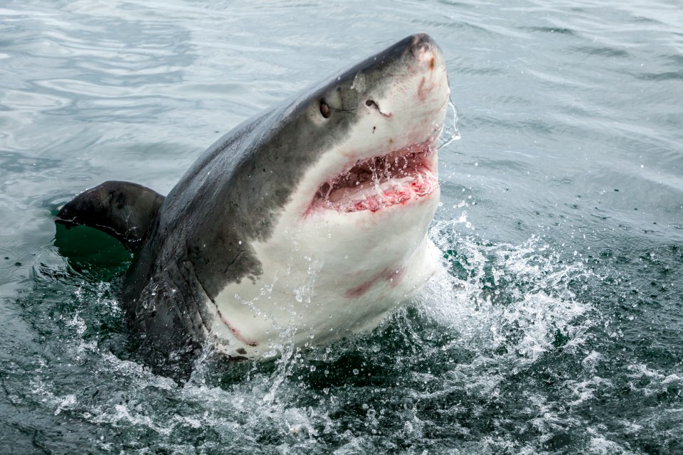 Raring to go... this is what a great white shark looks like when it's awake