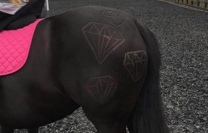 Katie Price in deep manure as PETA brand her an 'ass' for shaving patterns into her pony