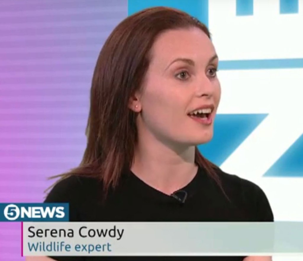 Wildlife expert . . . Serena Cowdy gives her opinions to Channel 5 news 