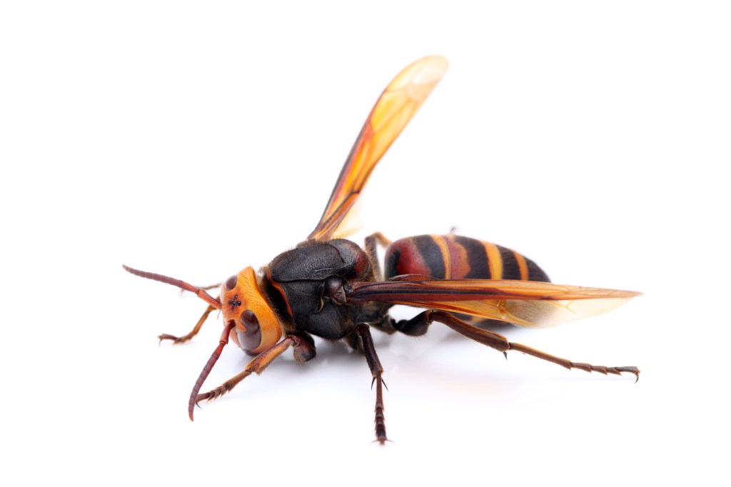 big hornet on white background