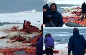 Sickening moment hungry polar bear is brutally shot by hunters as it comes to shore to eat