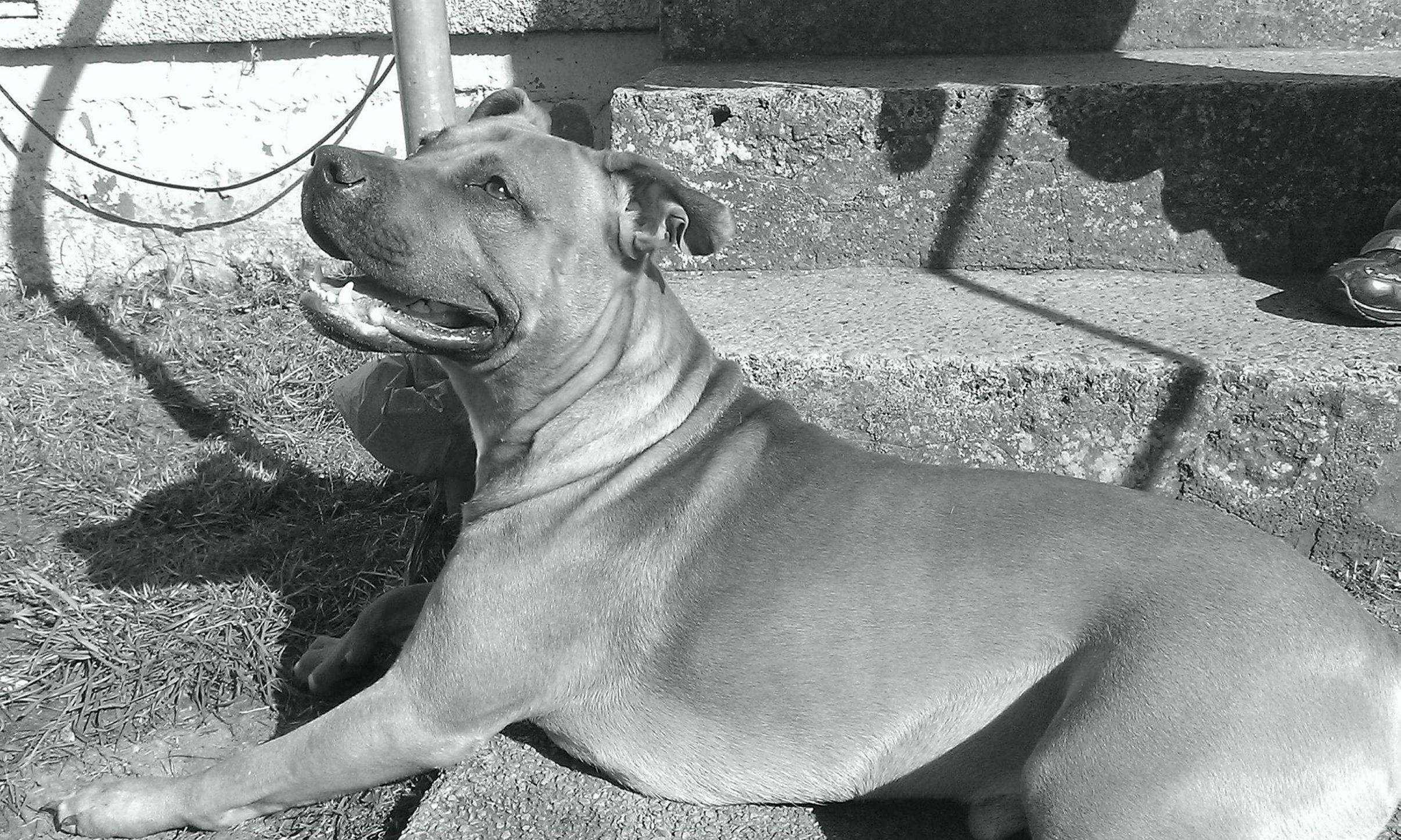 Buster - deadly staffie
