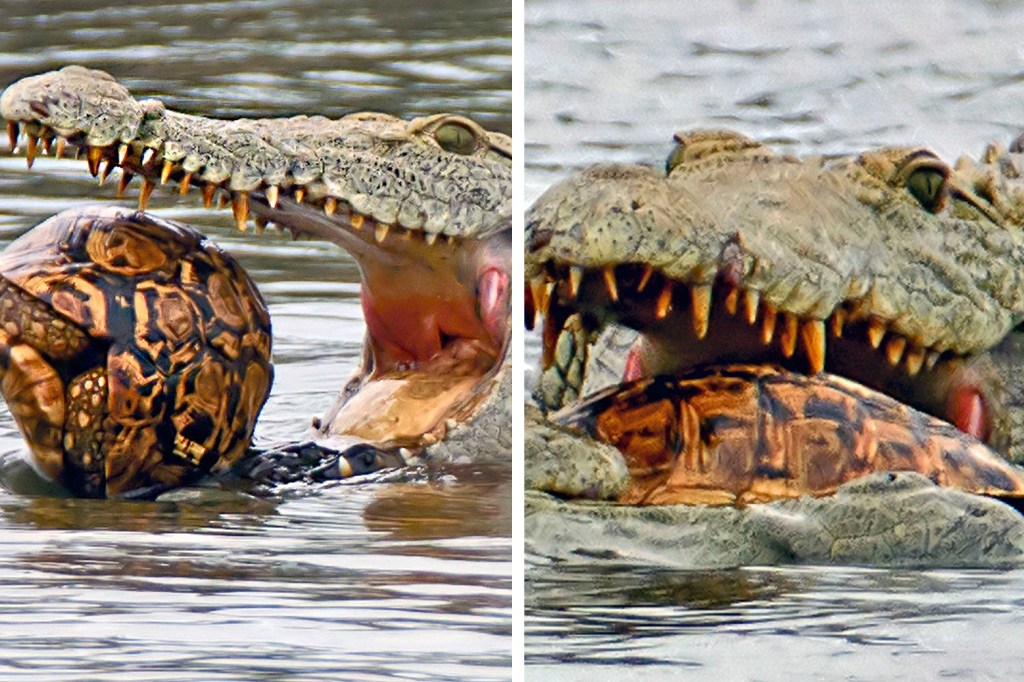 Crocodile eats tortoise