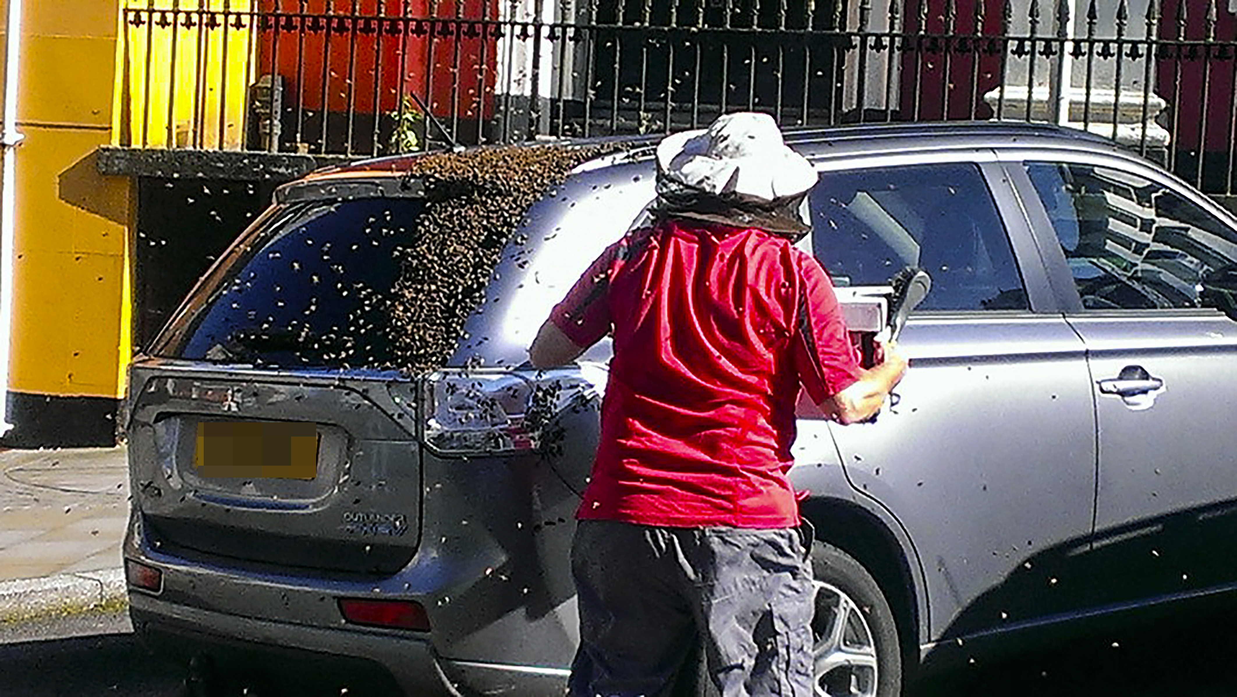 bees swarm car