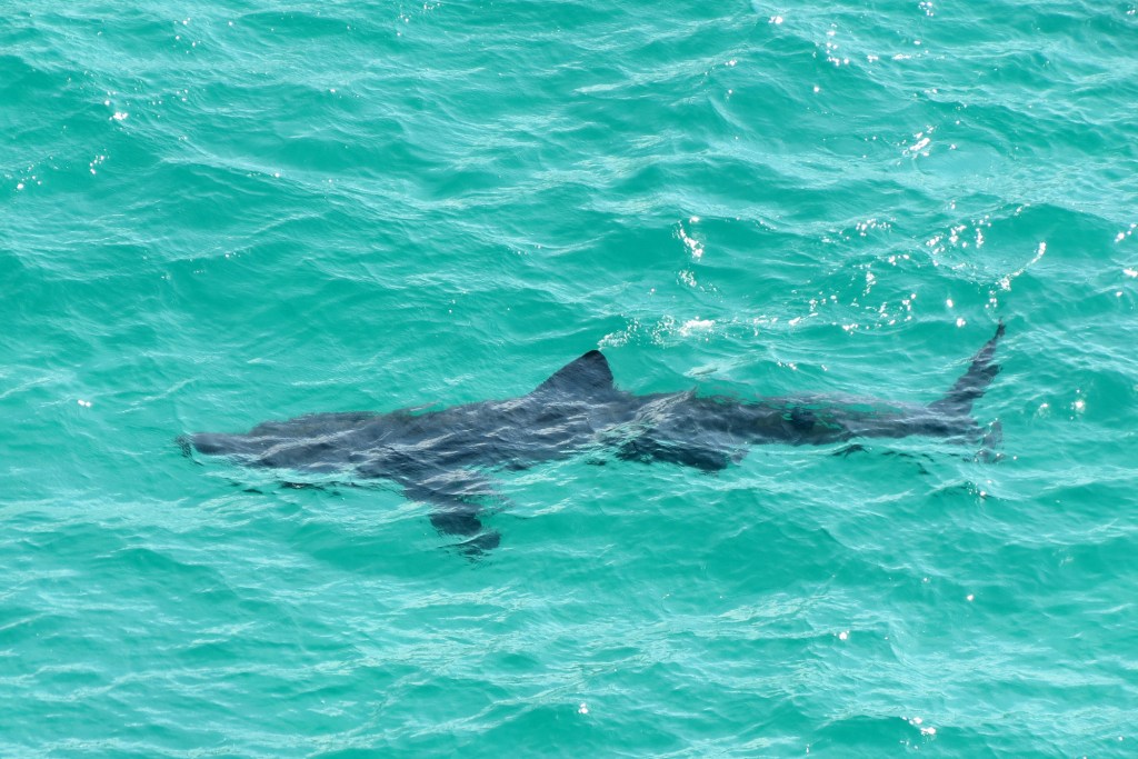 Basking shark in Cornwall