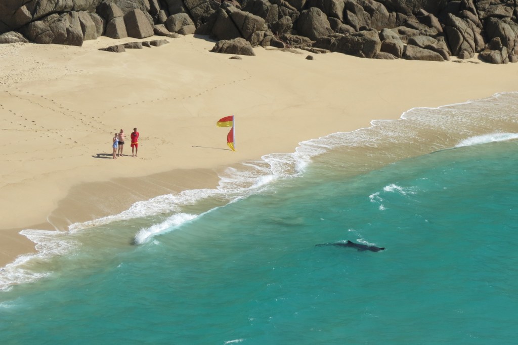 Basking sharks in Cornwall