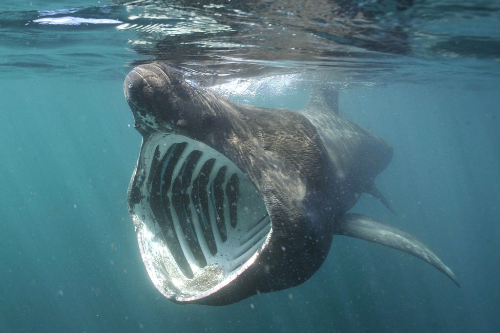 basking shark