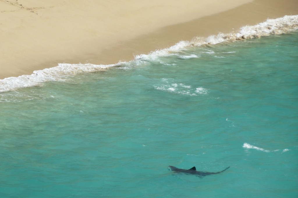 basking shark