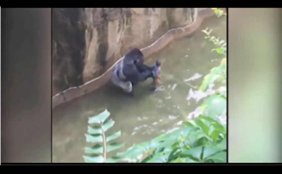 Harambe was shot dead by staff after some claimed he was dragging the little boy around
