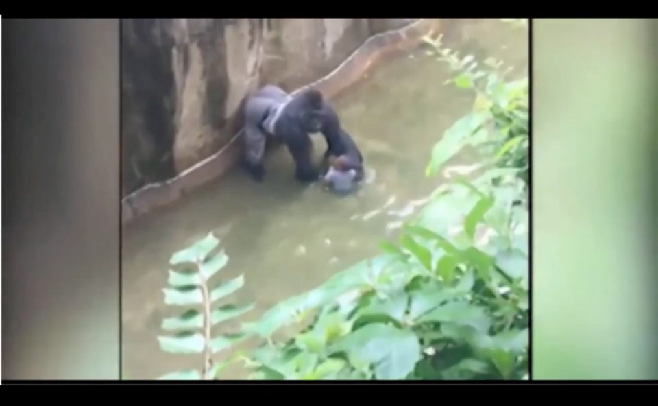 New footage seems to show the gorilla protecting the four-year-old