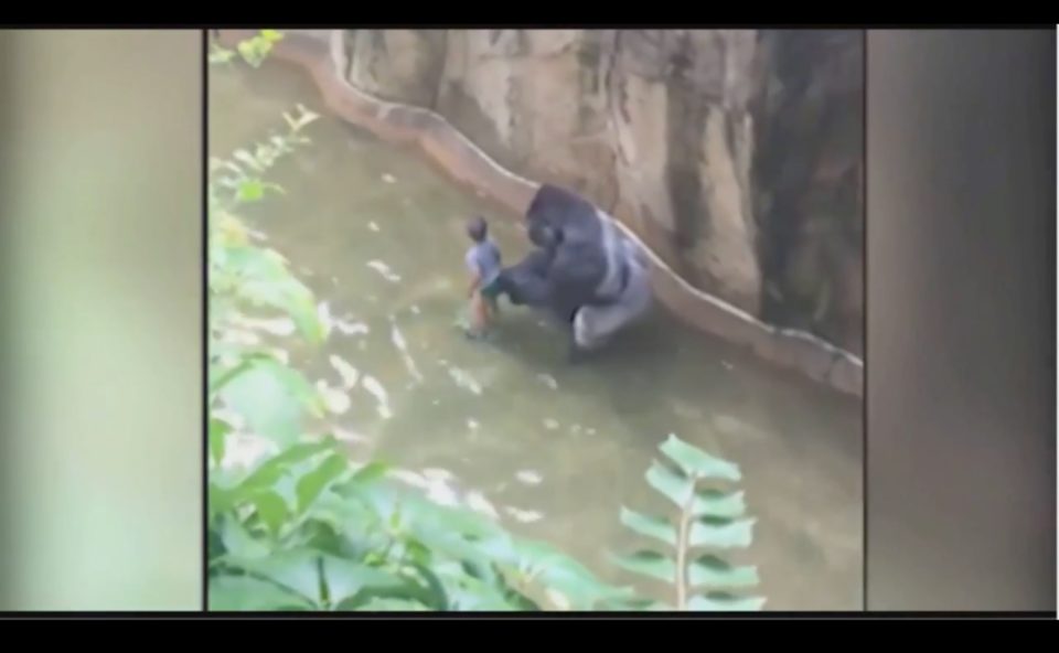 Many say staff at the zoo were too quick to shoot the animal