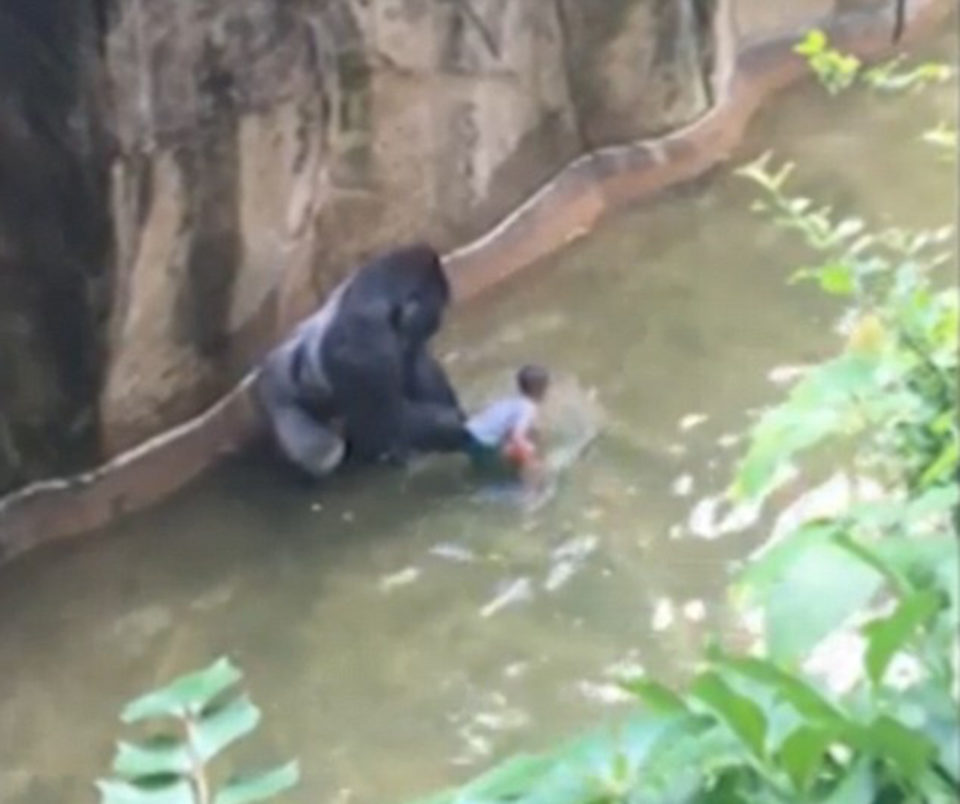 The zoo had celebrated his 17th birthday on Friday