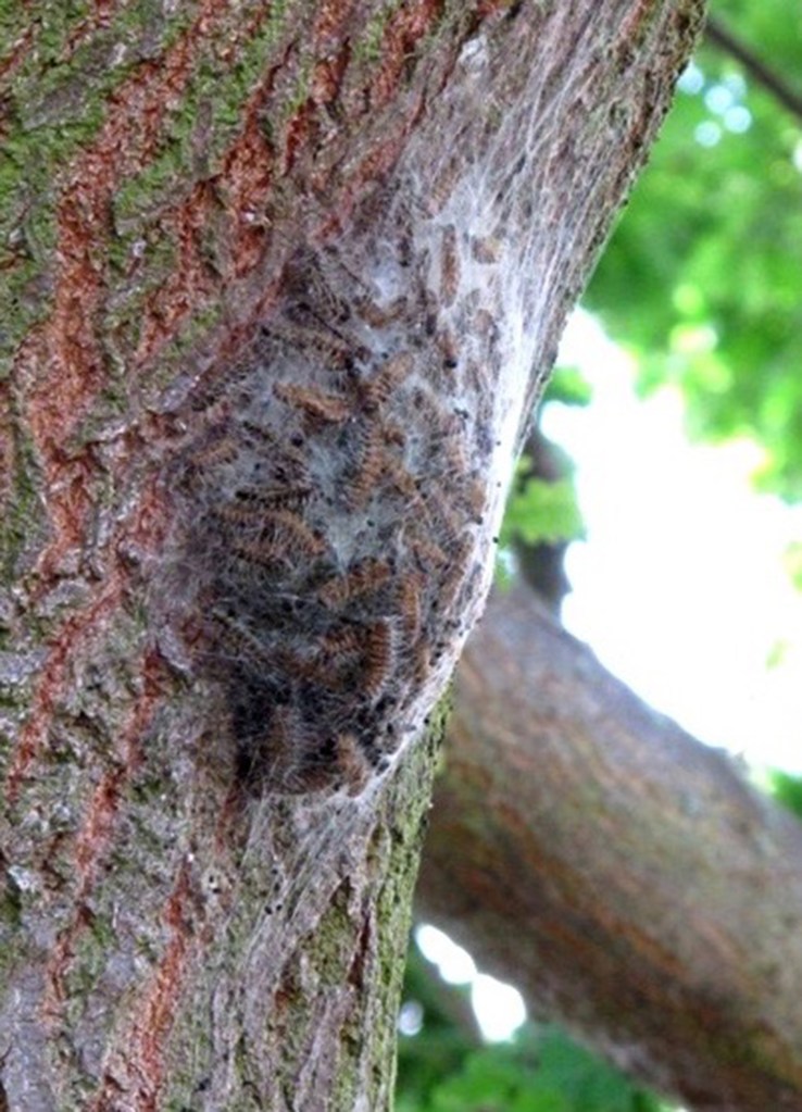 The Forestry Commission is treating affected treees with insecticide to kill off the toxic creatures