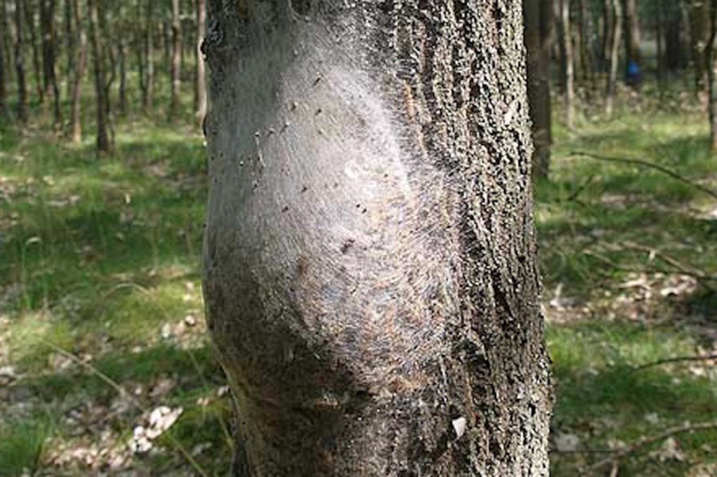The caterpillars can also cause harm to animals and livestock as their hairs can move in the wind