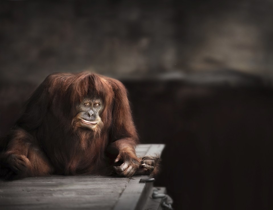 Having visited Melbourne Zoo many times over the years, Art decided to photograph them to show her viewers they are more than just zoo animals.