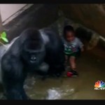 gorilla