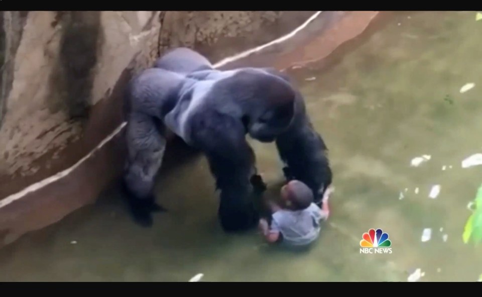  Harambe the silverback gorilla