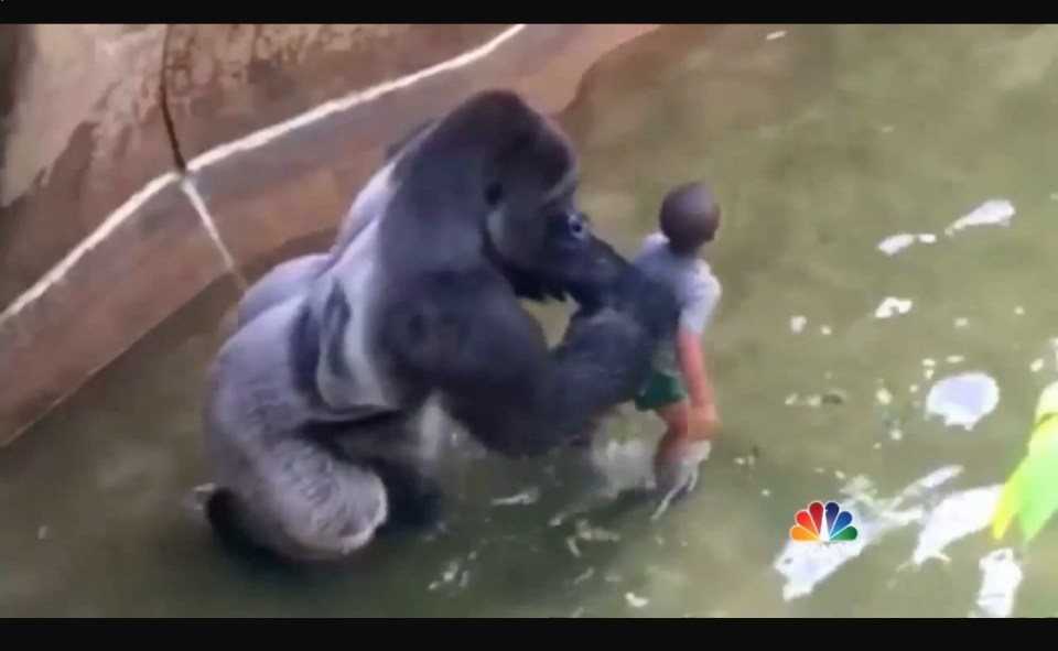Harambe the silverback gorilla