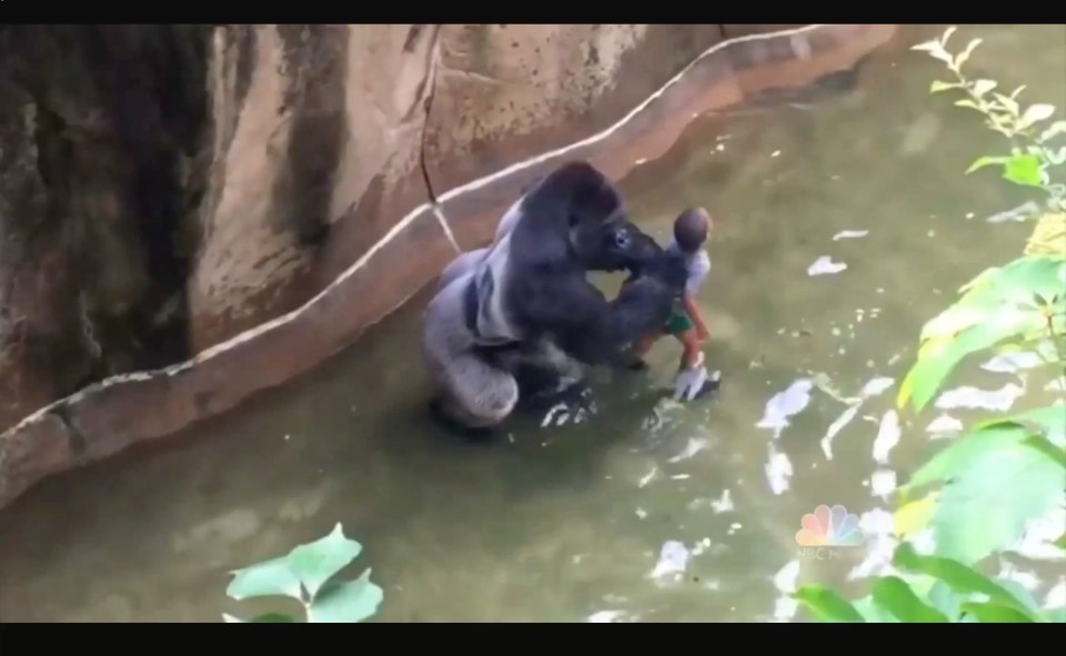  Harambe the silverback gorilla