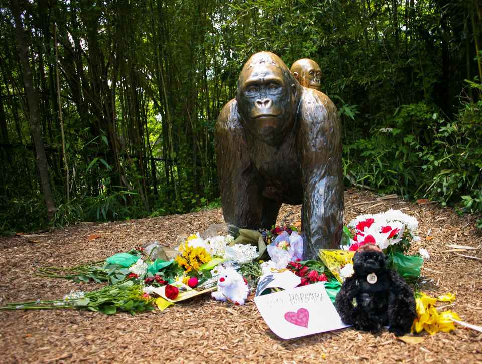Harambe the silverback gorilla