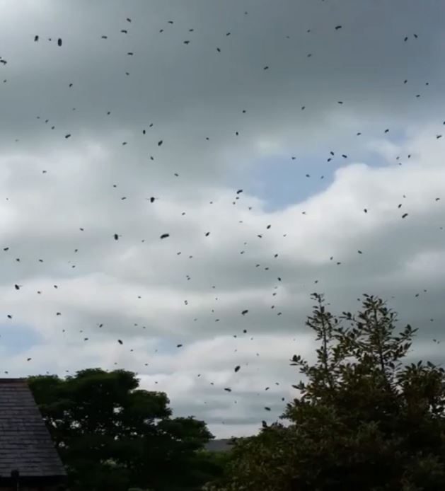 Rosalind Ross, 49, is barely able to speak as she records invasion outside her home