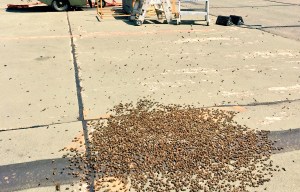 Giant swarm of bees forces RAF aircraft to divert after landing on airbase