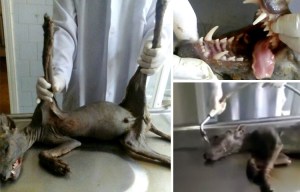 Terrifying 'chupacabra' beast captured and killed by a pitchfork-wielding villagers