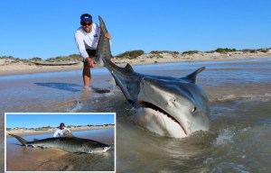 Incredible moment daredevil Aussie fishermen catch massive 14 foot TIGER SHARK off tourist beach