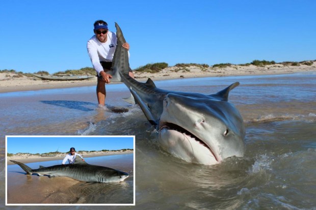 Famed anglers Jethro Bonnitcha, 30, and Joshua Butterworth, 29, managed to hook an impressive 10 tiger sharks in just a four-day fishing trip