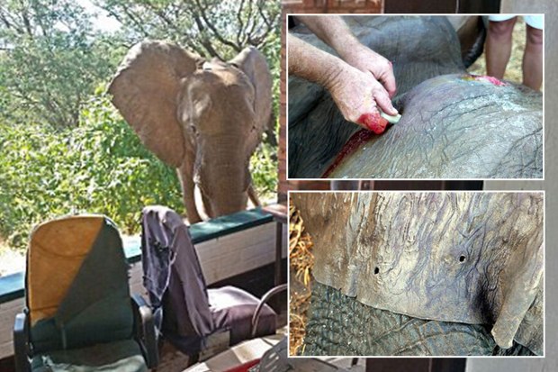 Elephant