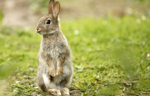 Fear for UK rabbit owners as disease that kills pets in HOURS hits Britain