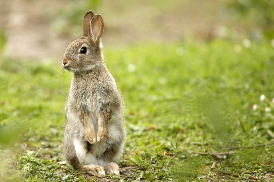 Rabbit