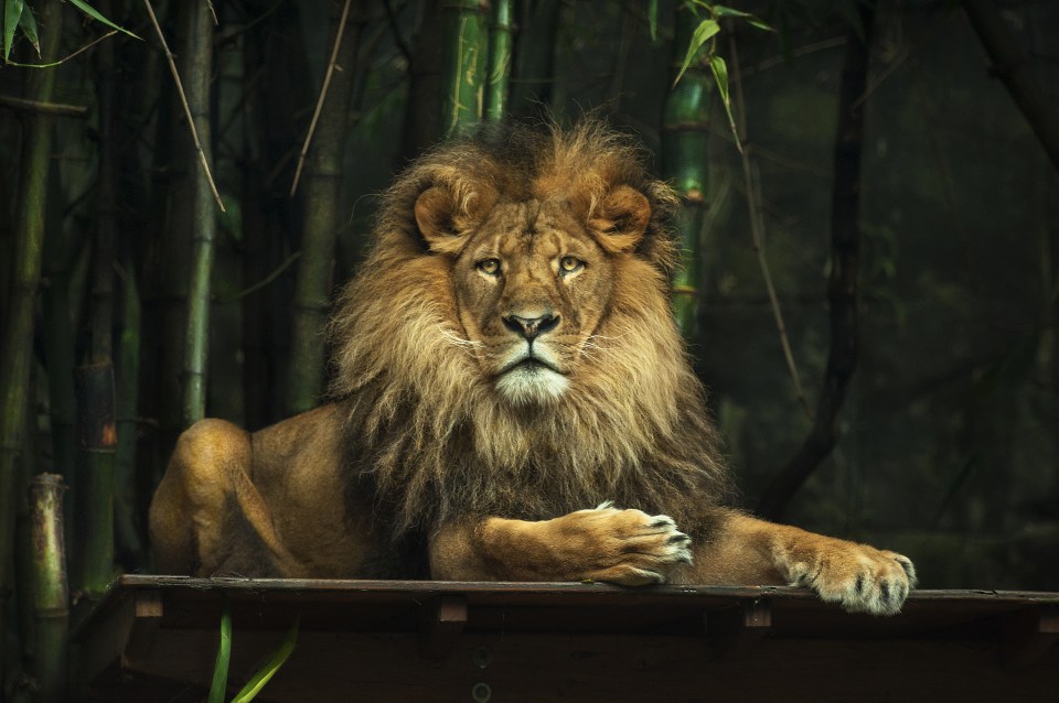The project was created by photographer Art Xanthopoulos to raise awareness of the importance and dangers of the animals becoming endangered