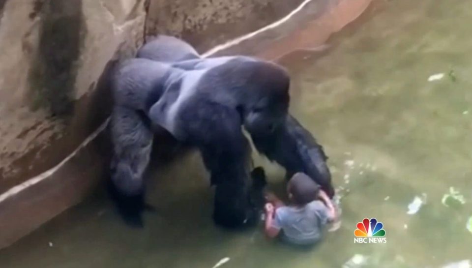 Four-year-old Isiah Gregg fell into a gorilla's enclosure at Cincinnati zoo resulting in massive criticism of child's parents