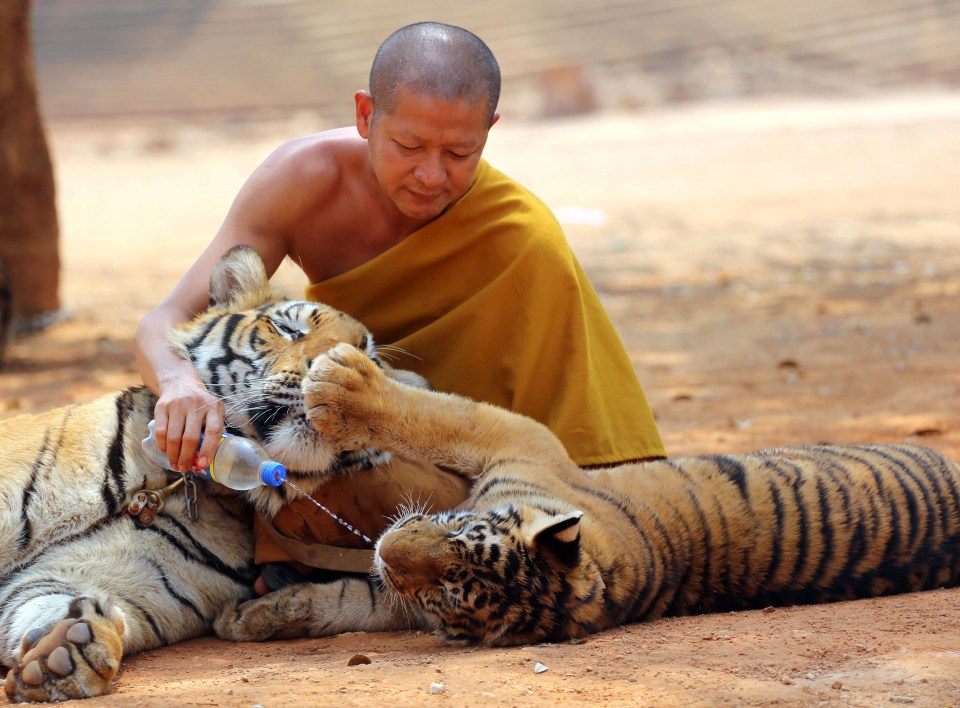 Tiger Temple Thailand