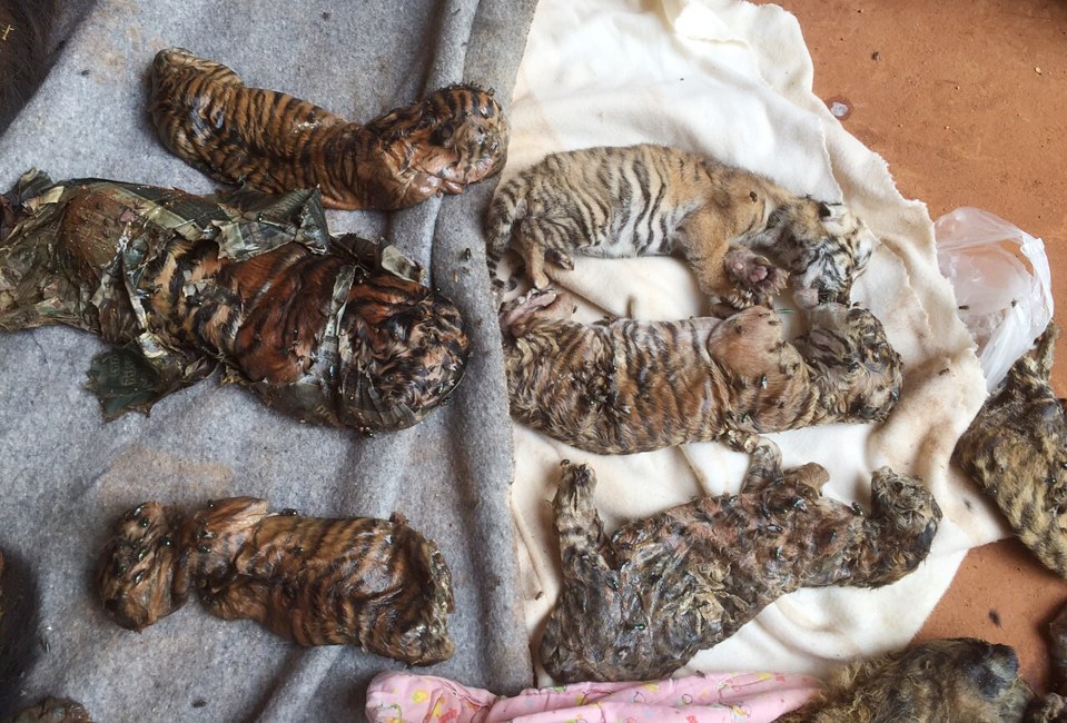 Tiger Temple Thailand