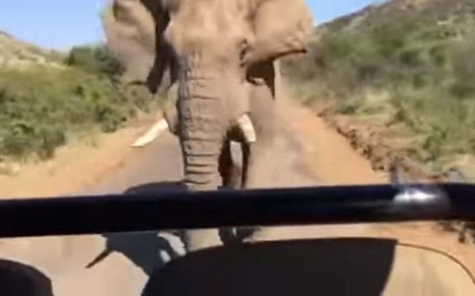 Arnold Schwarzenegger Elephant South Africa