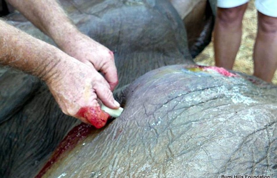 Elephant