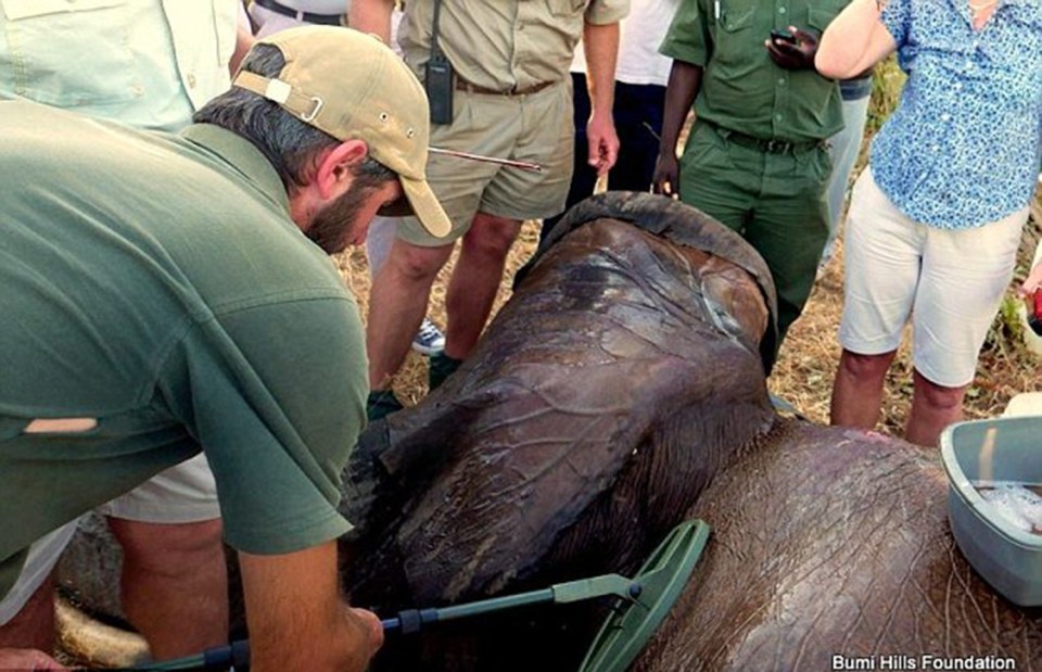 Elephant
