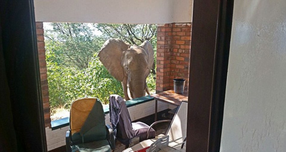 Elephant